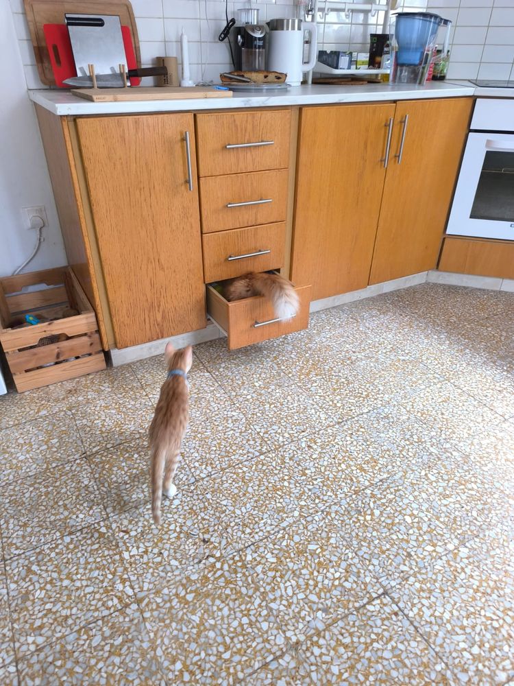 Рыже-белый котенок стоит посреди кухни и внимательно смотрит на частично выдвинутый ящик гарнитура, из которого торчит пушистый хвост и жопа взрослого рыжего кота.