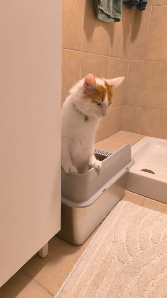 Котенок отвернулся и прикрыл глаза, сосредоточившись на важных делах. 