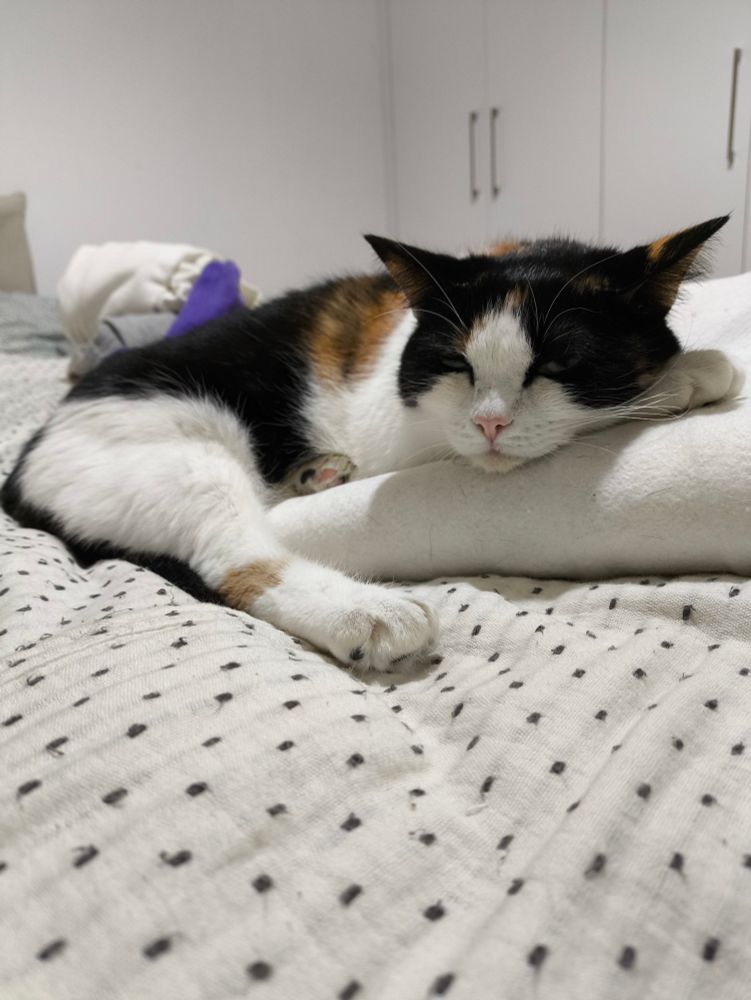 Упитанная круглая трехцветная кошка лежит на кровати, положив под подбородок лапку и сонно прикрыв глаза.