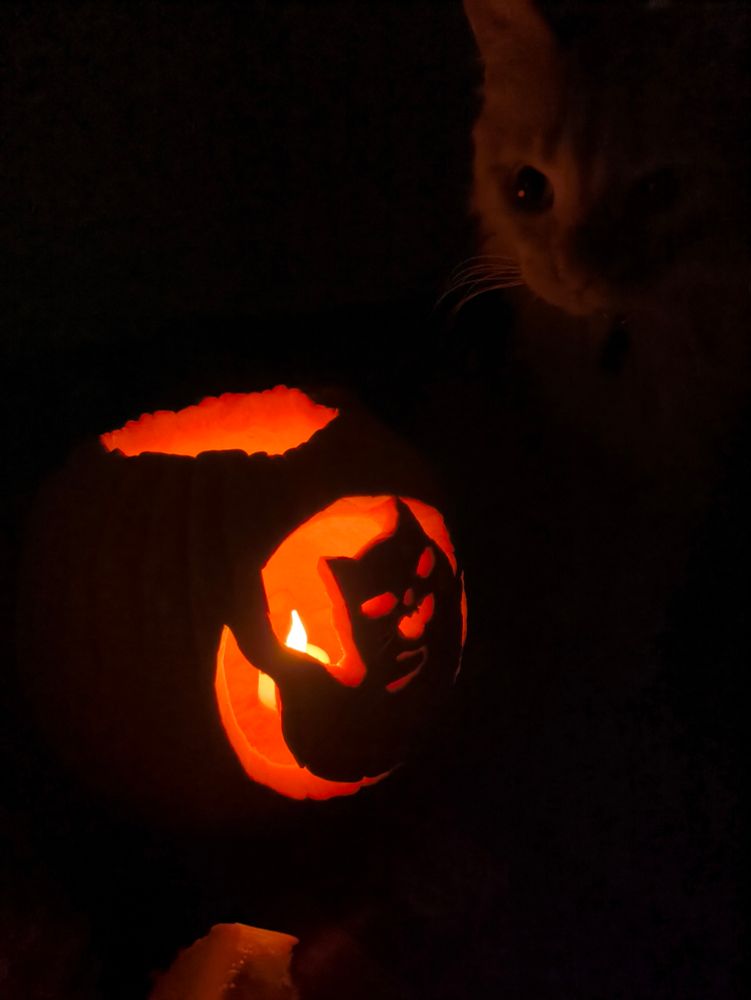 Над тыквой в слабом свете свечи виднеется  морда рыжего кота. 
