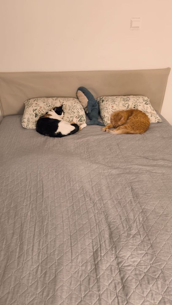 Поверх заправленной кровати, привалившись к подушкам, спят трехцветная упитанная кошка и пушистый рыжий кот. Между подушками лежит та самая акула из Икеи. 