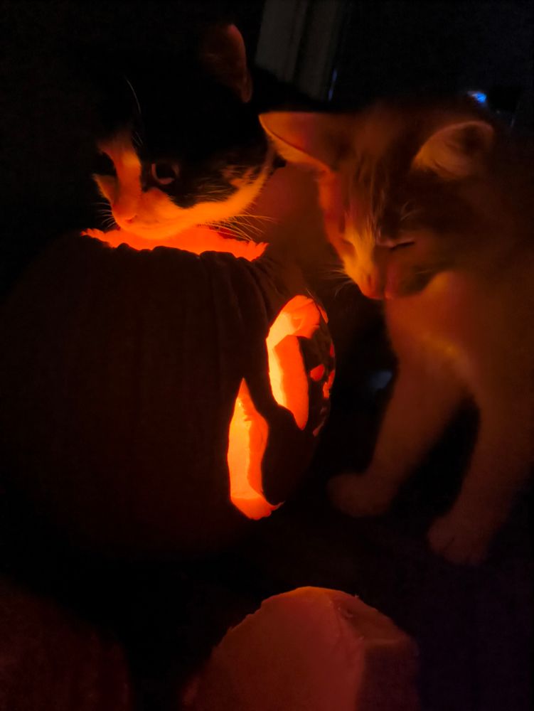 Упитанная трёхцветная кошка и рыже-белый котенок сидят над тыквой, на которой вырезан призрак-кот, а внутри нее горит свеча. 