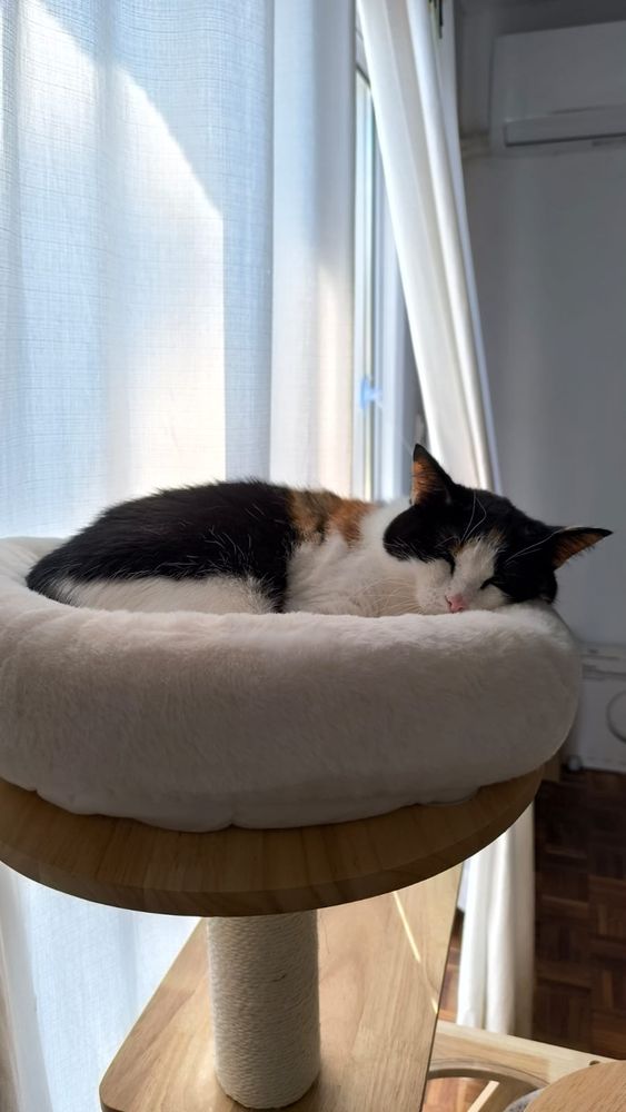 Трехцветная упитанная кошка спит, свернувшись клубочком, в мягкой лежанке на вершине кошачьего дерева. 