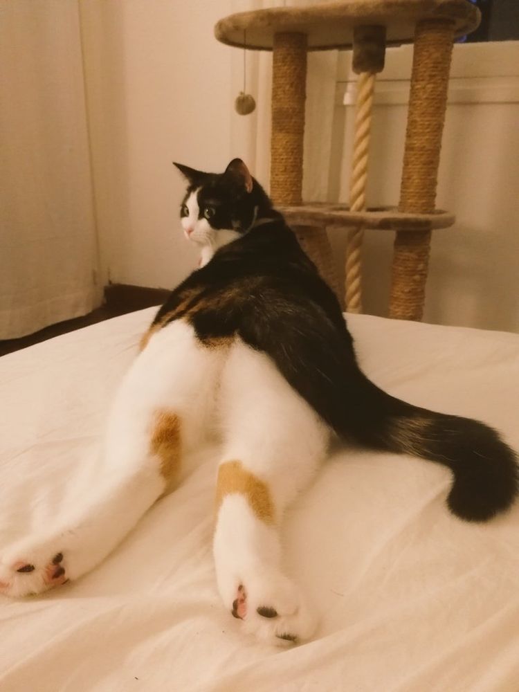 Упитанная трёхцветная кошка лежит на животе, смешно вытянув задние ноги и разложив окорока. Фото сделано сзади, и кошка недовольно оглядывается на всяких папарацци.