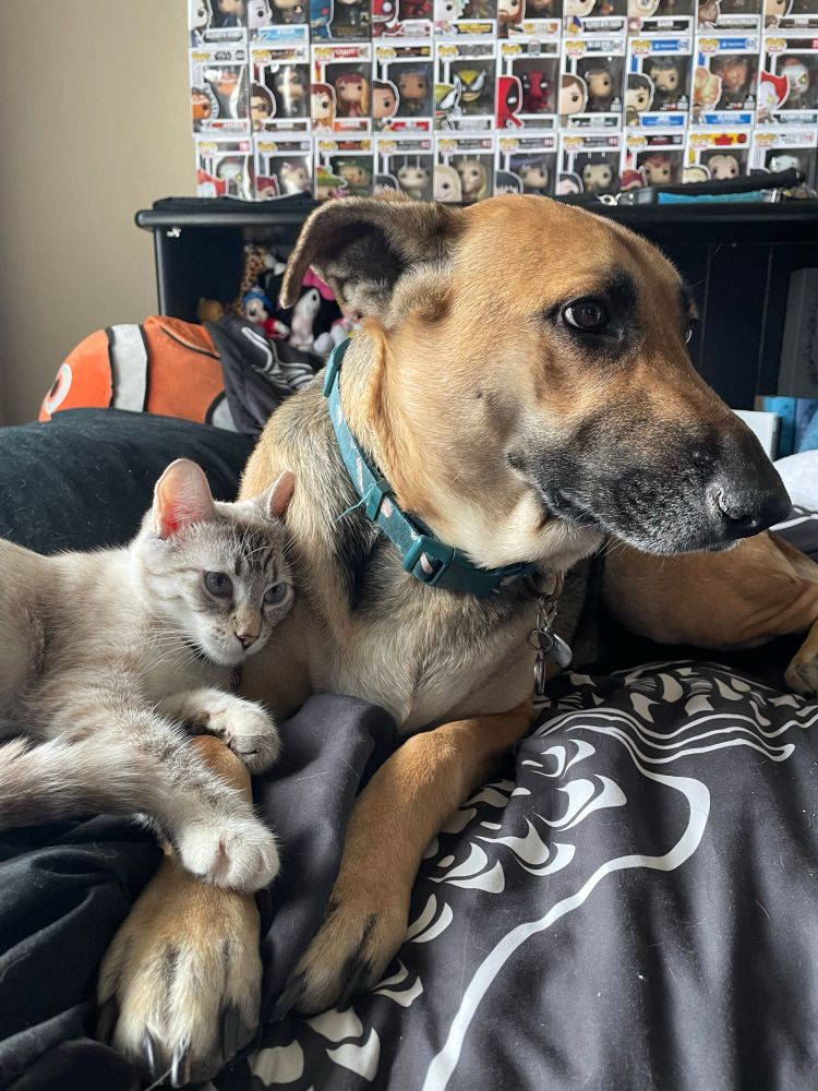 A small cat laying on a big dog
