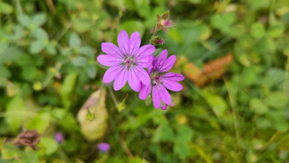 Lila Blüten in 10 blätterigen Formen. Keine Ahnung was das ist.