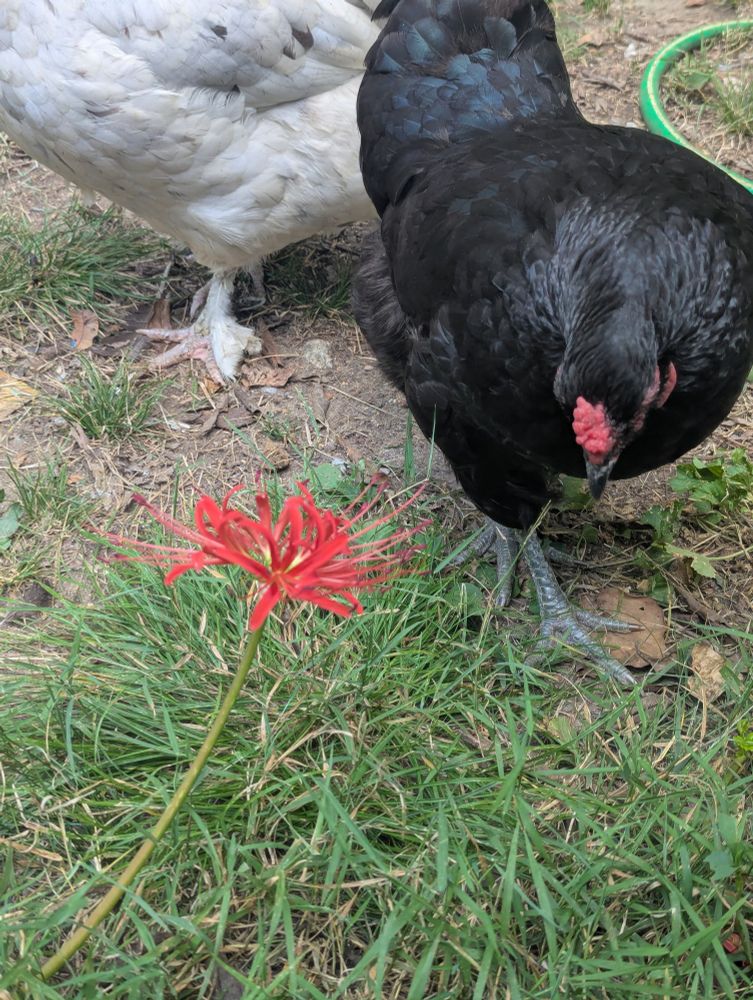 a red flower next to a black and white chicken.