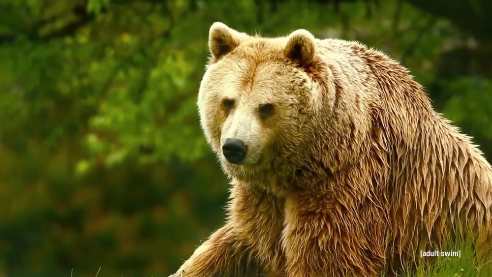 Unedited screenshot of a bear. (Unedited Footage of a Bear | Adult Swim, 2014)