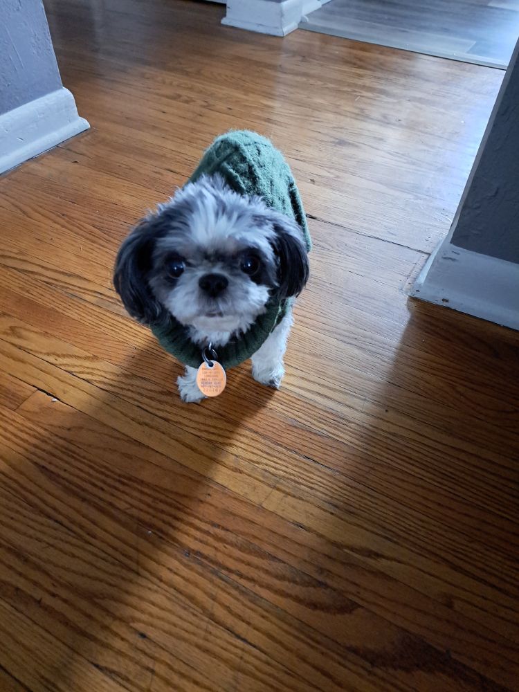 Shih tzu dog looking at the camera wearing a green sweater. 