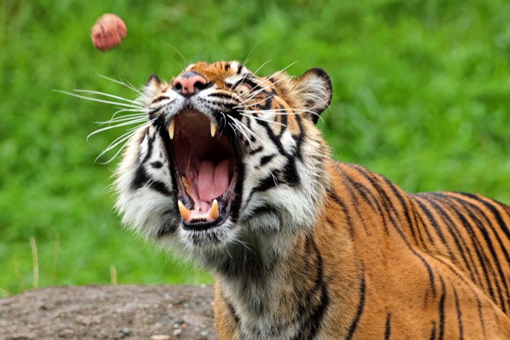 An orange tigress faces the camera with her mouth wide open. A meatball is flying through the air towards her, and she is trying to catch it. Her white whiskers are fanned all the way out and one very focused bright yellow eye is visible through them. 