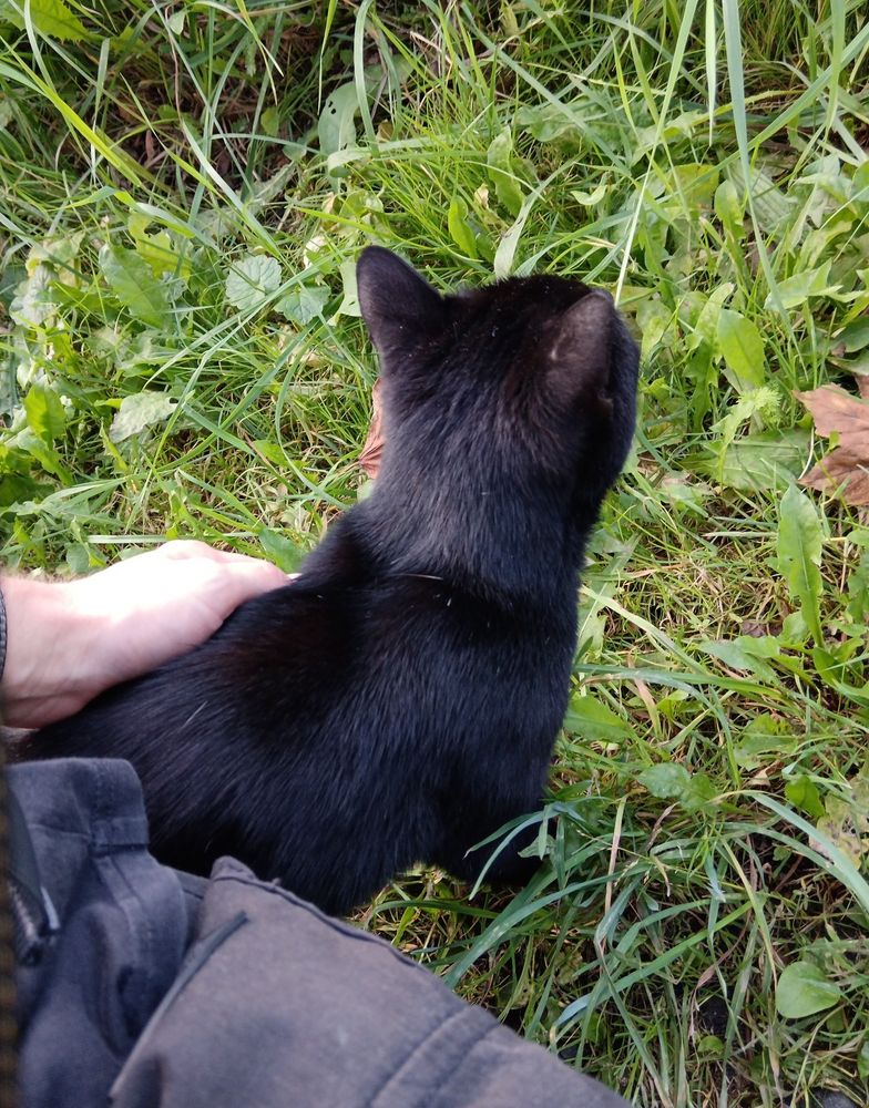 A black cat on grass getting petted by me. 