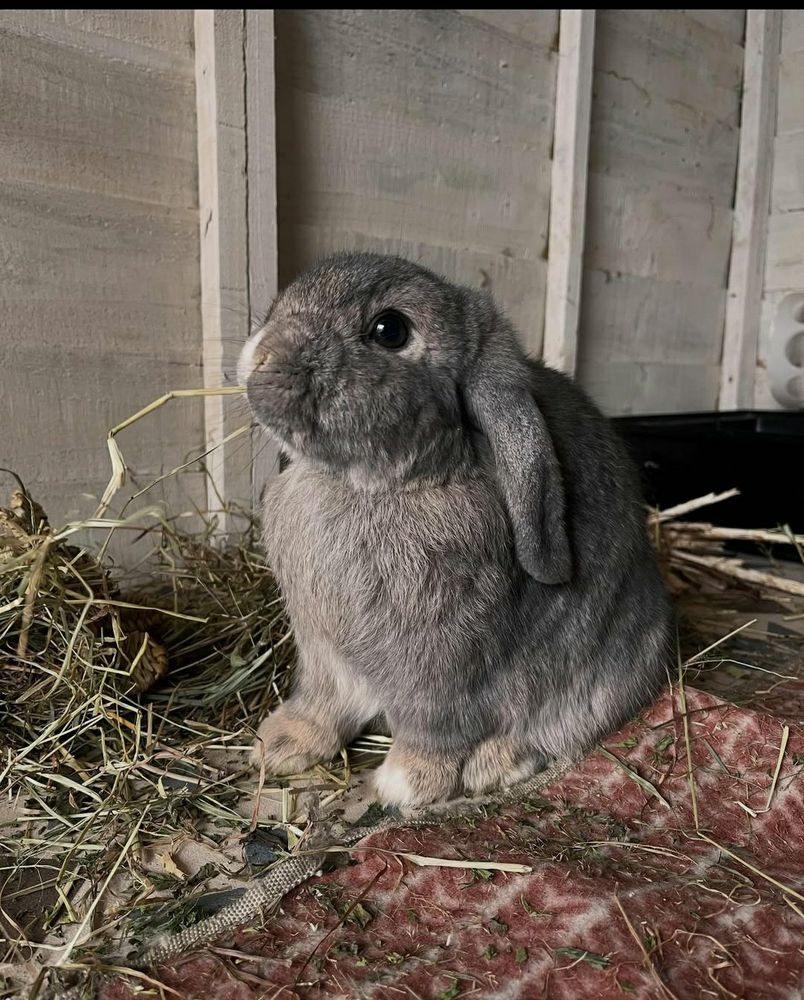 A rabbit standing near grass