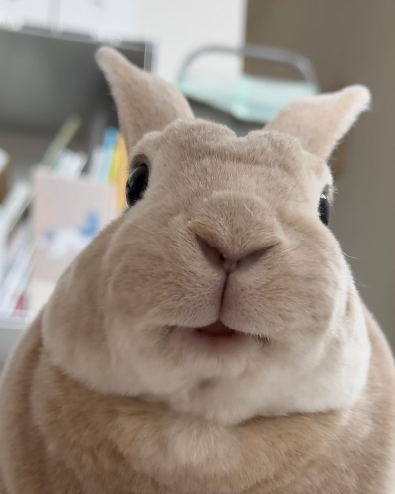 A white rabbit looking to the camera 