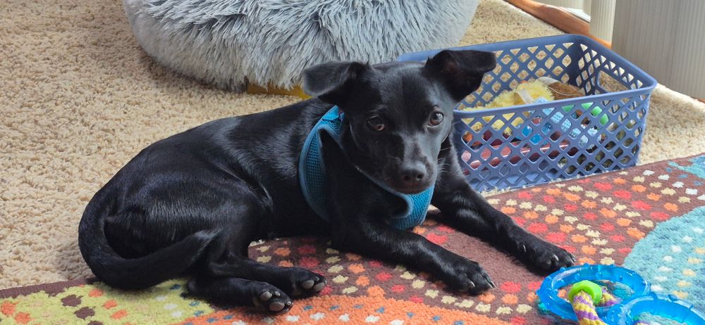A small black dog lying on the floor looking at the camera