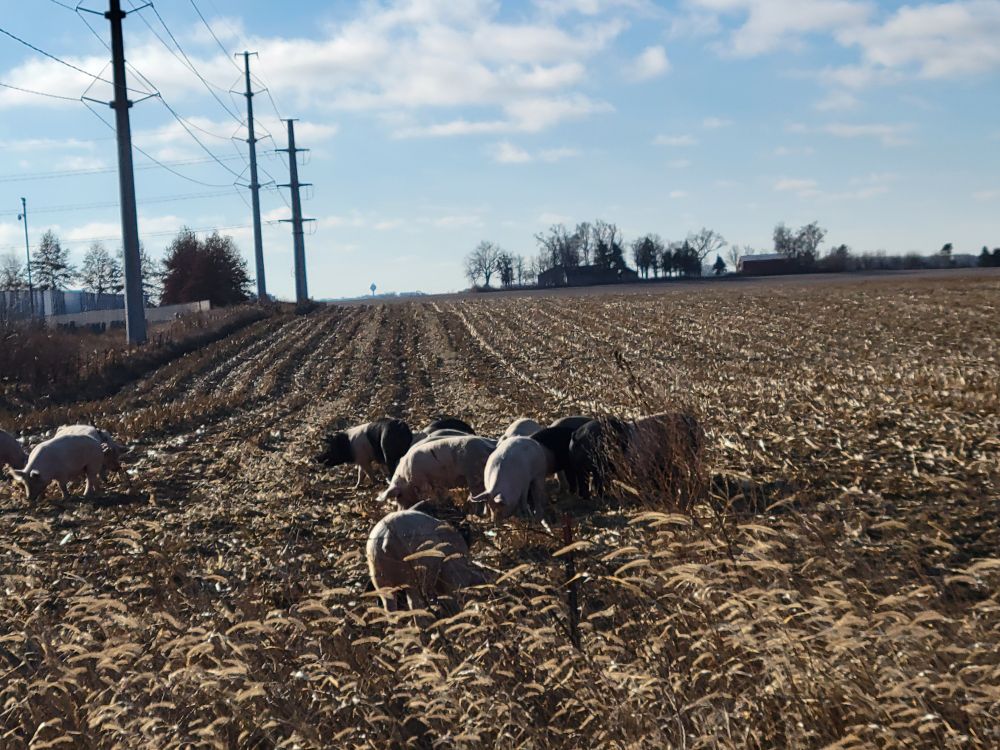 A closer photo of the pigs nibbling at the harvested corn field