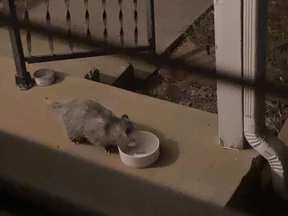 A possum drinking from a dish of water on a porch