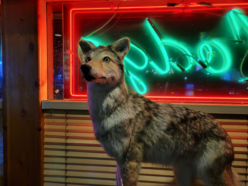 A stuffed coyote in a bar.