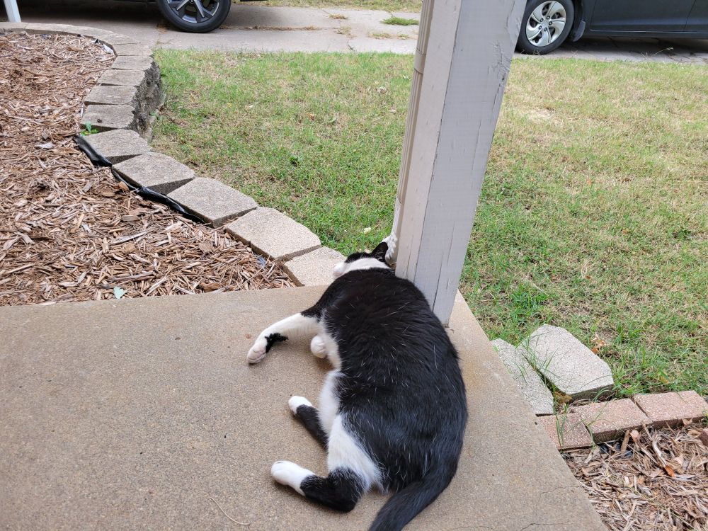 The black and white neighborhood cat, laying on her (?) side on a porch.