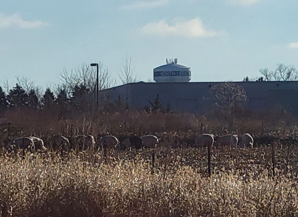 Pigs in a field. A watertower for North Liberty is in the background