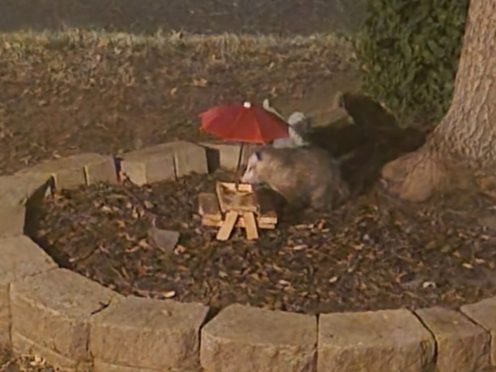 Same possum, turned toward the table to eat some almonds off of it