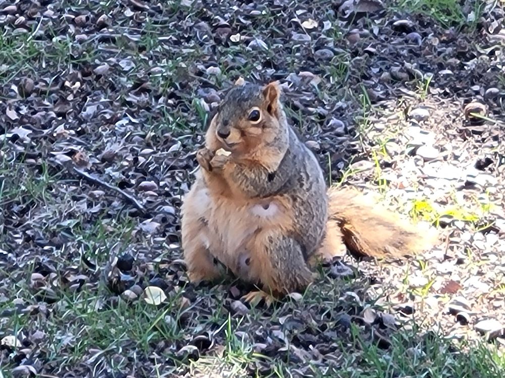 A very round squirrel sitting in a sea of acorns, munching on one of them.