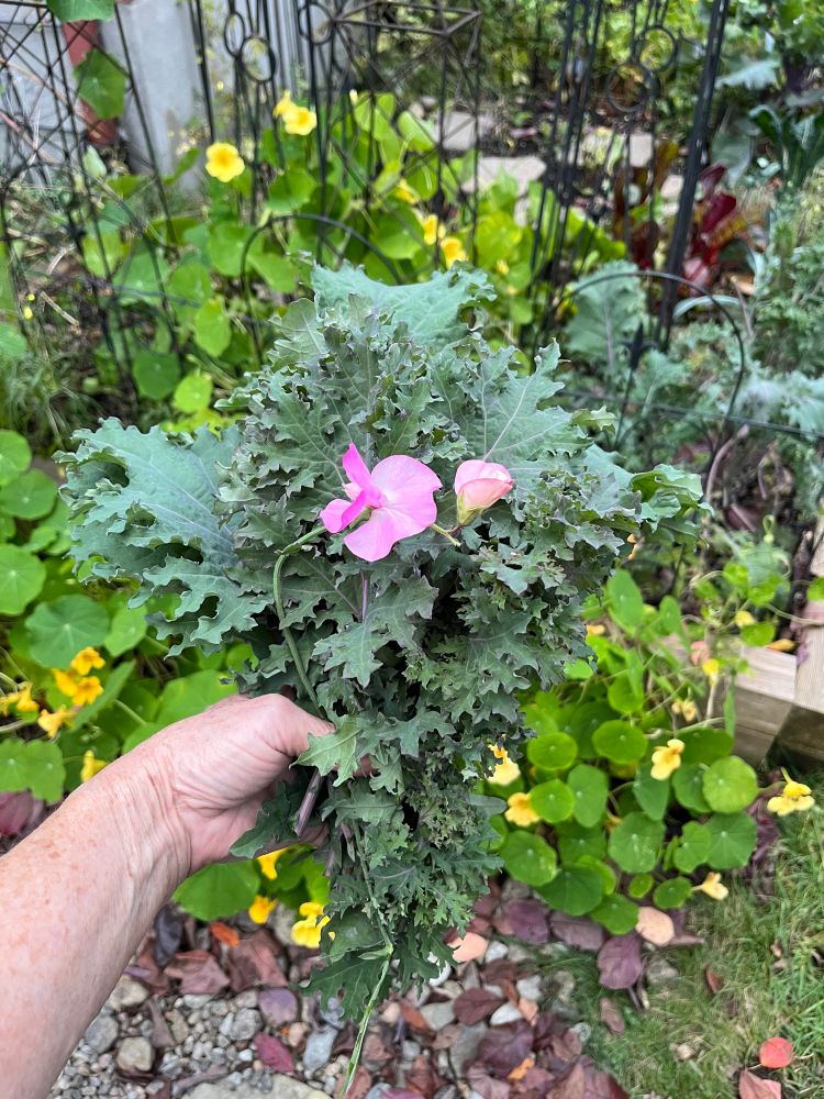 My left hand holding a bouquet of kale picked from the vegetable garden. At the front of the kale is a single stem of pink sweet peas. There are yellow nasturtiums in the background. 