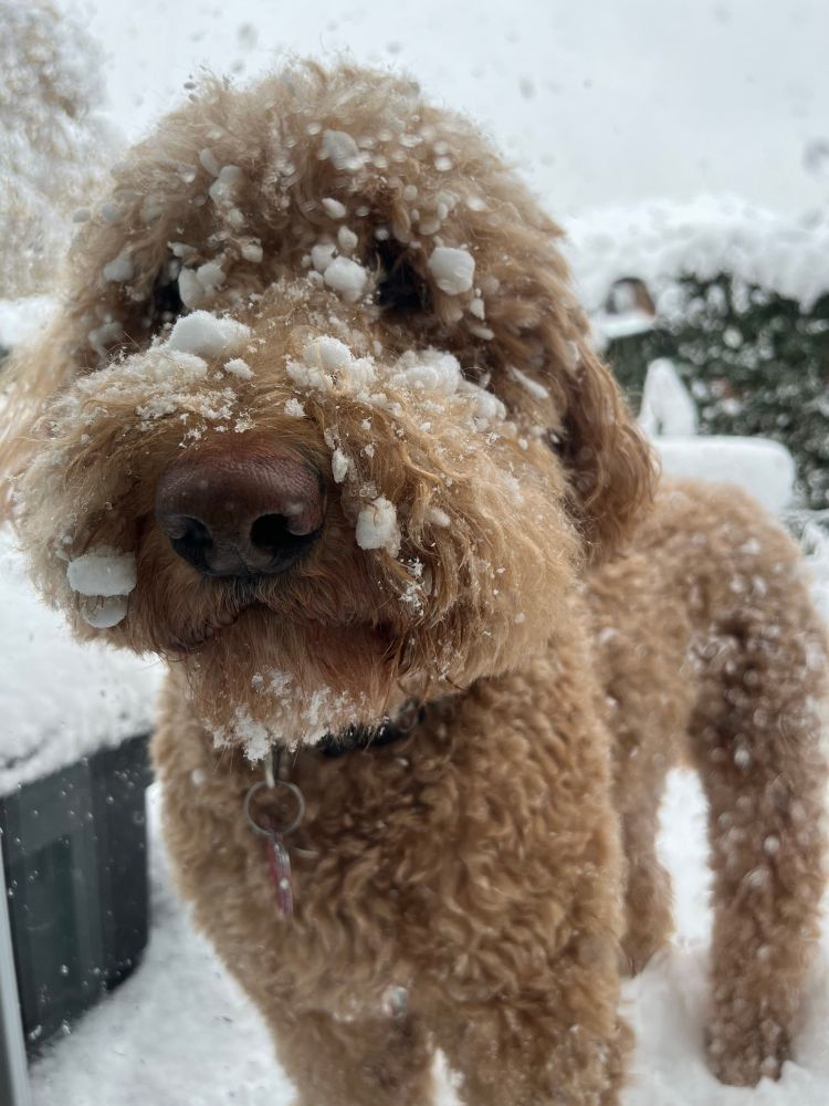 A fluffy gold-red dog looks through the glass pane of a back door. He is covered with tiny snowballs. 