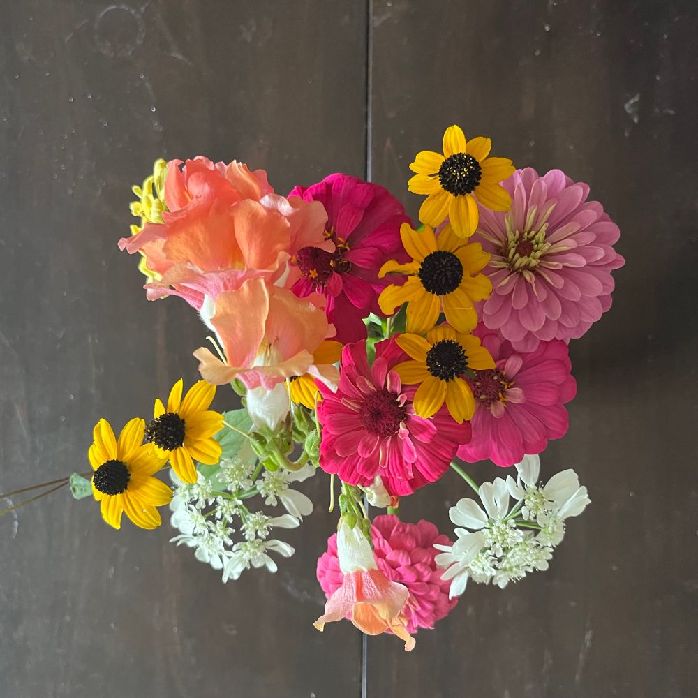 A bouquet of pink zinnias, yellow black-eyed susans, white orlaya and orange-pink snapdragons taken from above