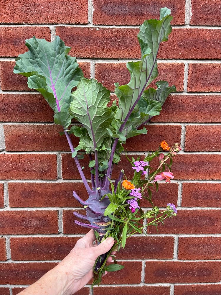 My hand holds a bouquet of kohlrabi and the last flowers of the garden against a red brick wall. 