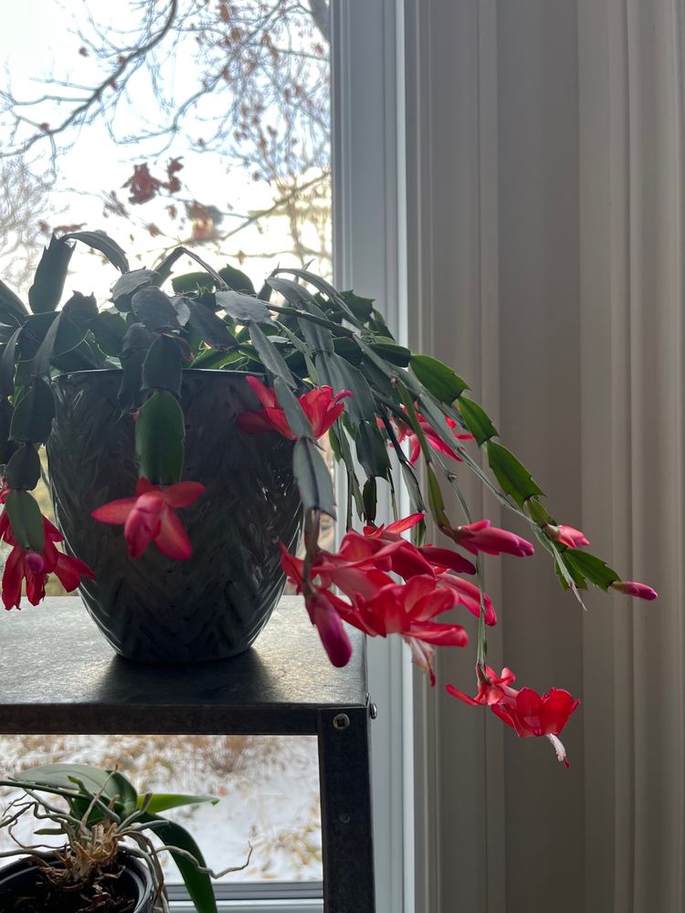 A pot containing a pink- red Christmas cactus sits on a shelf in front of a window. 