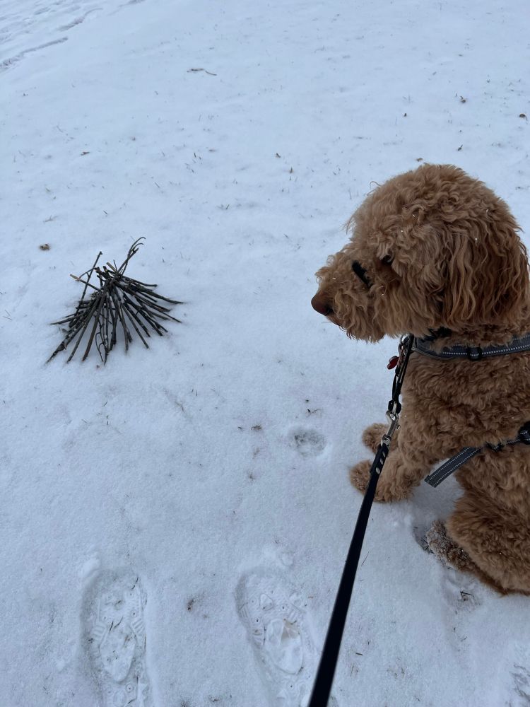 A tiny twig structure is visible on snow to the left of the photo. A large goldendoodle is visible on the right. 