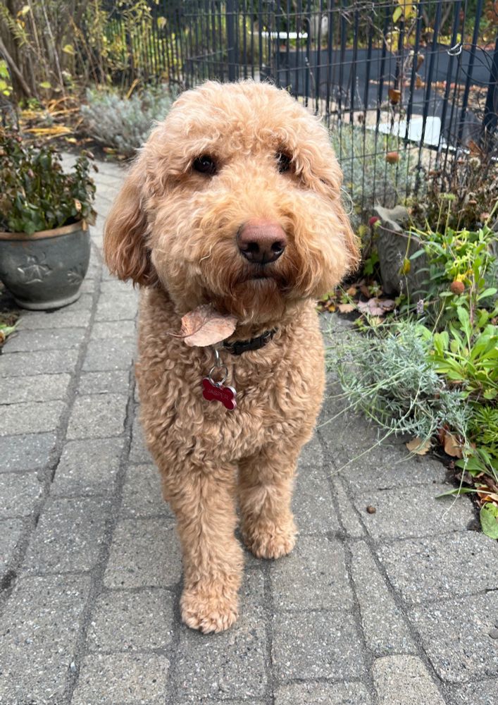 Jasper, my goldendoodle, looks straight at the camera with a leaf almost the exact colour of his fur delicately placed under the right side of his chin. Perfect fall accessory. 🐕🍂