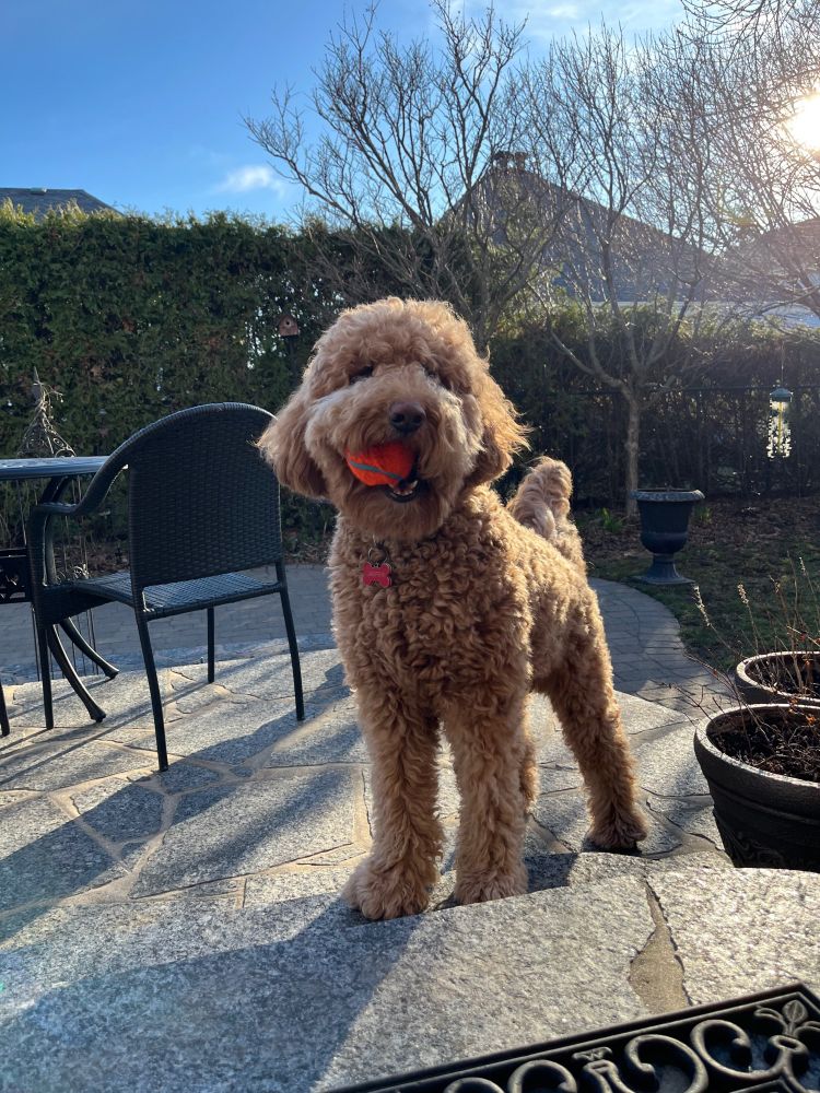 A photo of a full-grown, 53-pound fluffy doodle playing his favourite game: hog the ball. He is standing on stone steps with a large, bright orange tennis ball in his mouth. He looks happy.