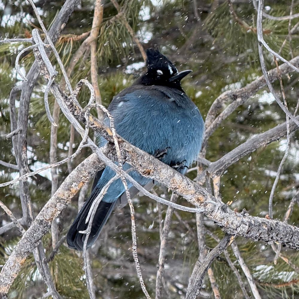 Steller’s Jay in Rocky Mountain National Park 