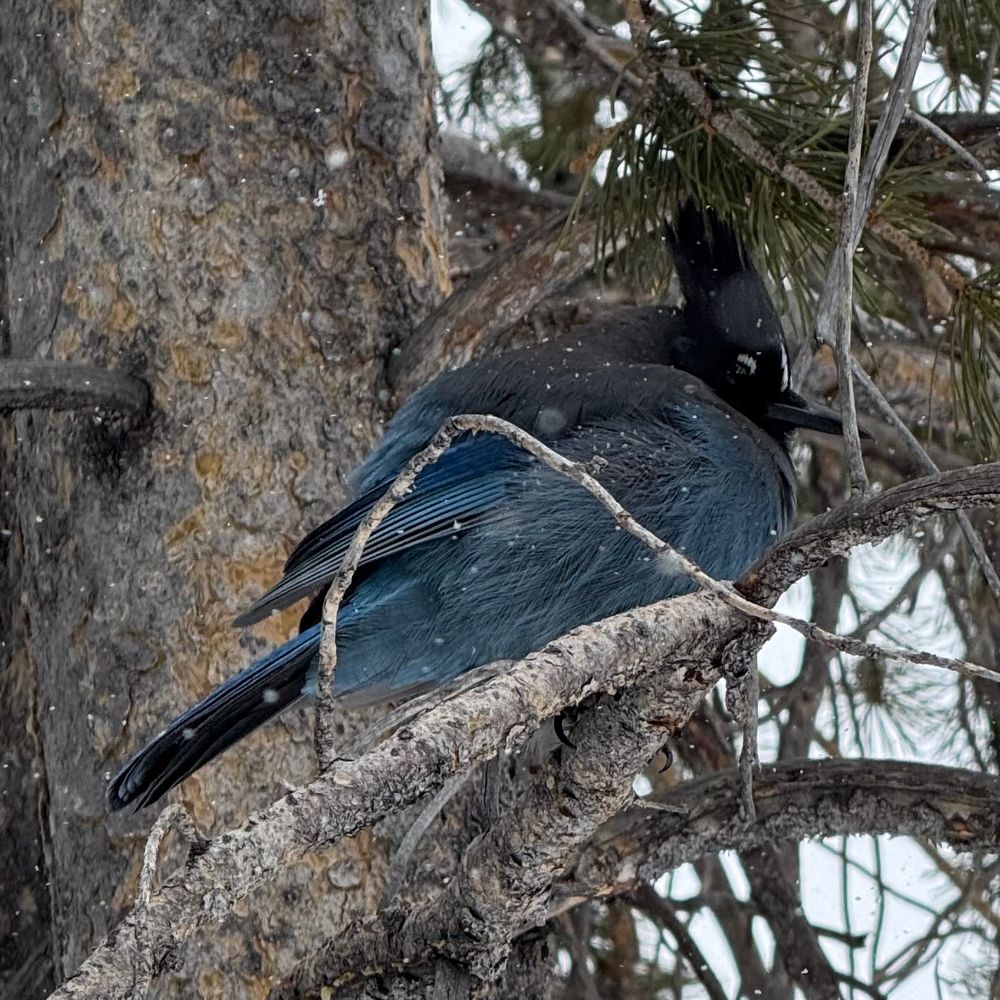 Steller’s Jay in Rocky Mountain National Park 