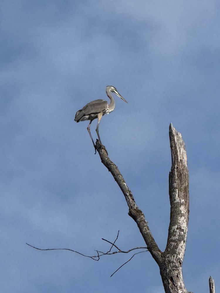 A great blue heron we saw perched on top of a dead ash tree along the Rivanna River in Charlottesville 