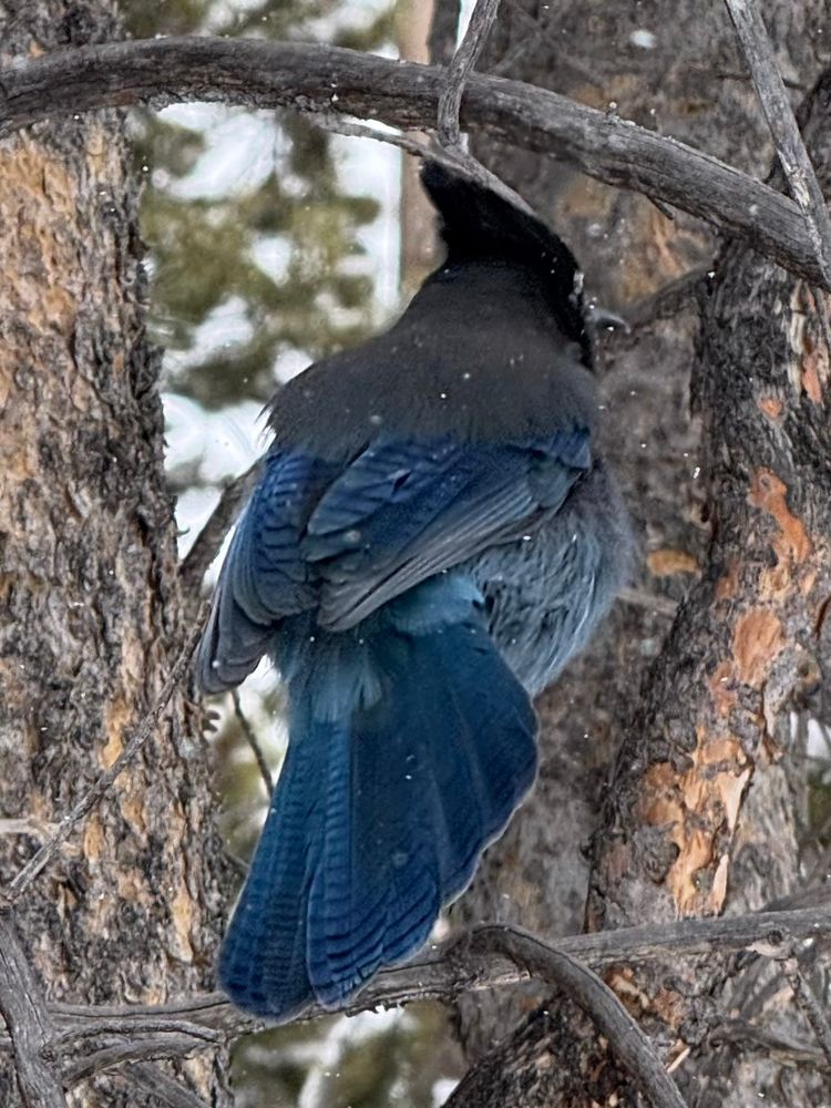 Steller’s Jay in Rocky Mountain National Park 