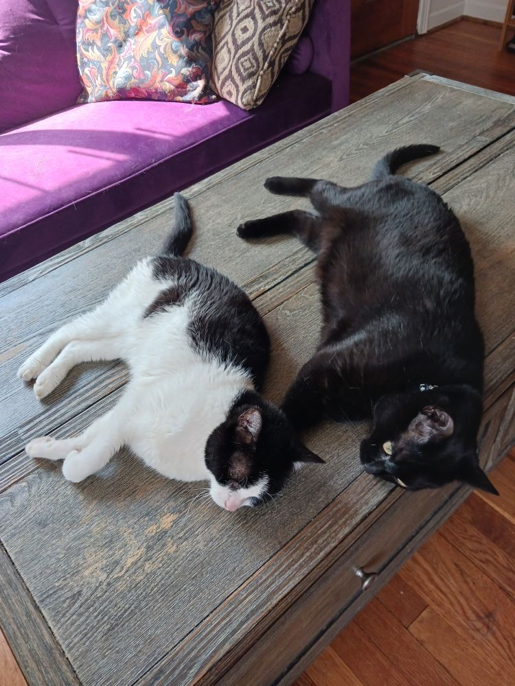 Two cats lying together on a coffee table--one smaller and black and white, the other larger and all black.