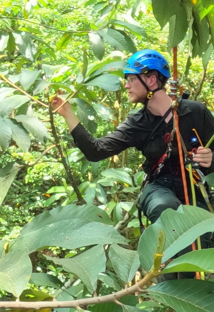 Benjamin inspecting flowers in Costa Rica’s canopy 