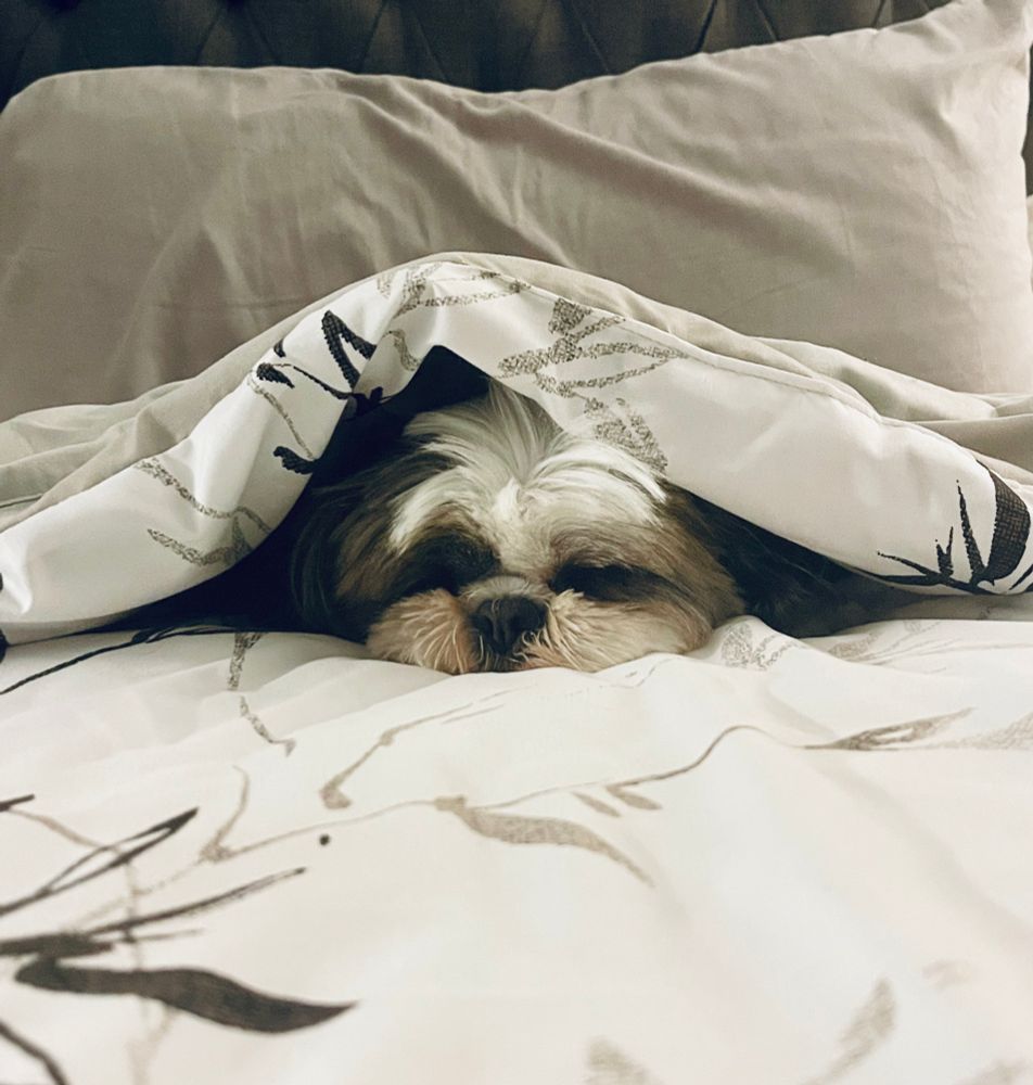 Dog sleeping under covers