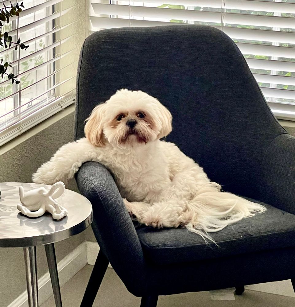Dog sitting on couch