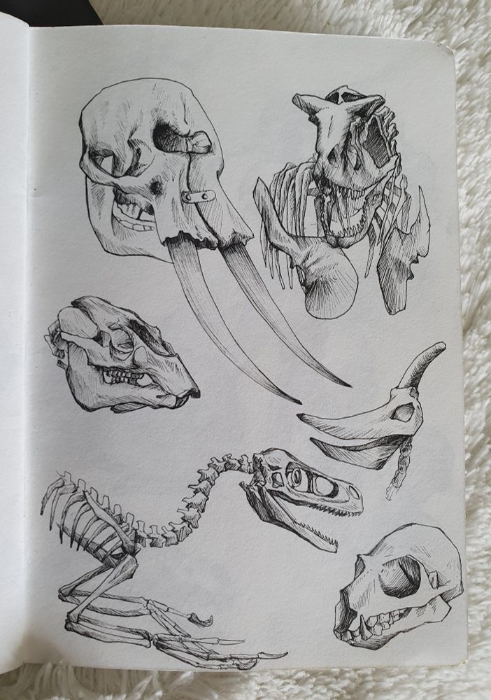 Sketches form top left to bottom right : Elephant skull, Carnotaurus skull and partial skeleton, another skull i don't remember whose animal it belonged to i'm sorry, Pterosaurus skull, Bambiraptor half skeleton and another animal skull i dont remember the name of (im sorry yet again)