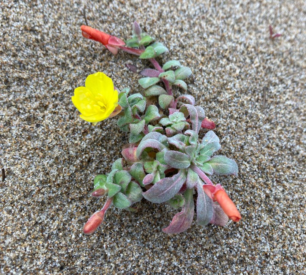 A small plant (Camissoniopsis cheiranthifolia) with fuzzy leaves and a lone yellow flower growing in the sand.