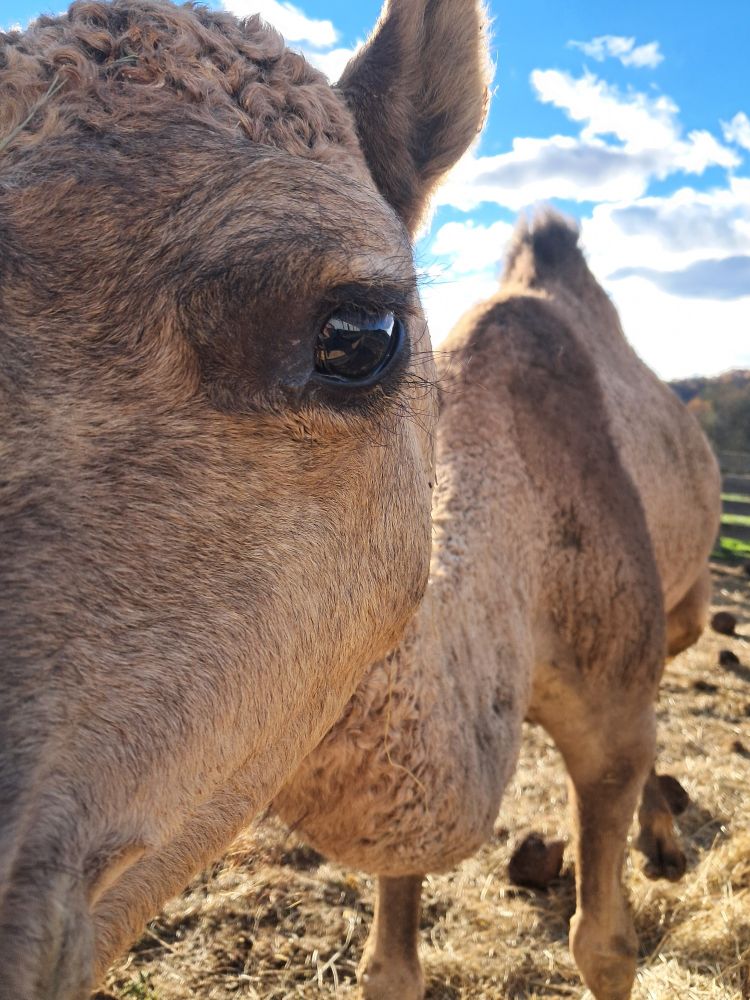 In this picture, you can see the left side of the camel's face, except for her mouth and nose, with her big expressive brown eye looking directly into the camera. Her curved neck leads into the graceful arch of her shoulders, followed by her hump. She is so close to me/the camera that you can just barely see some trees and sky in the distance. 