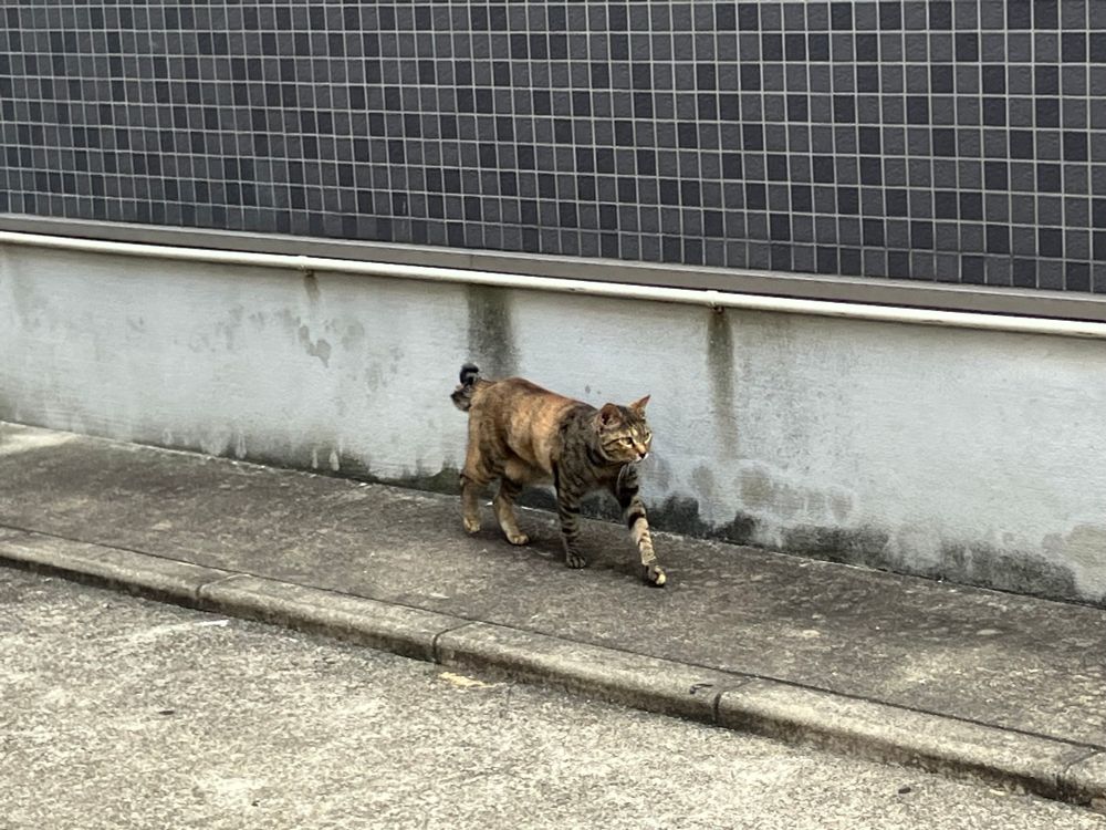 茶色い毛並みの野良猫