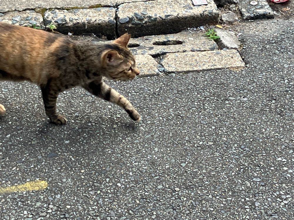 茶色い毛並みの野良猫