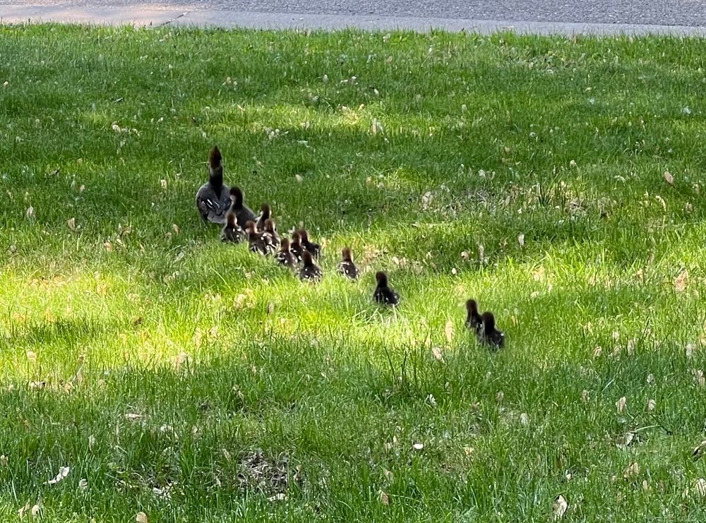 The line of mom and chicks is reformed as they move through the yard.