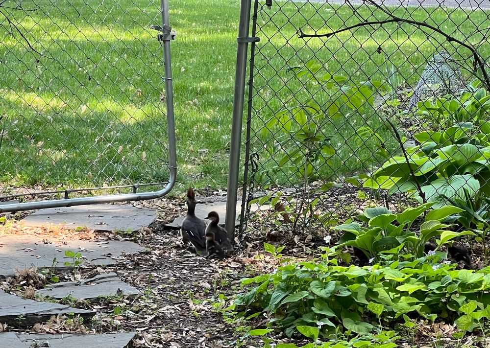 A female merganser leads her chicks through a gate.