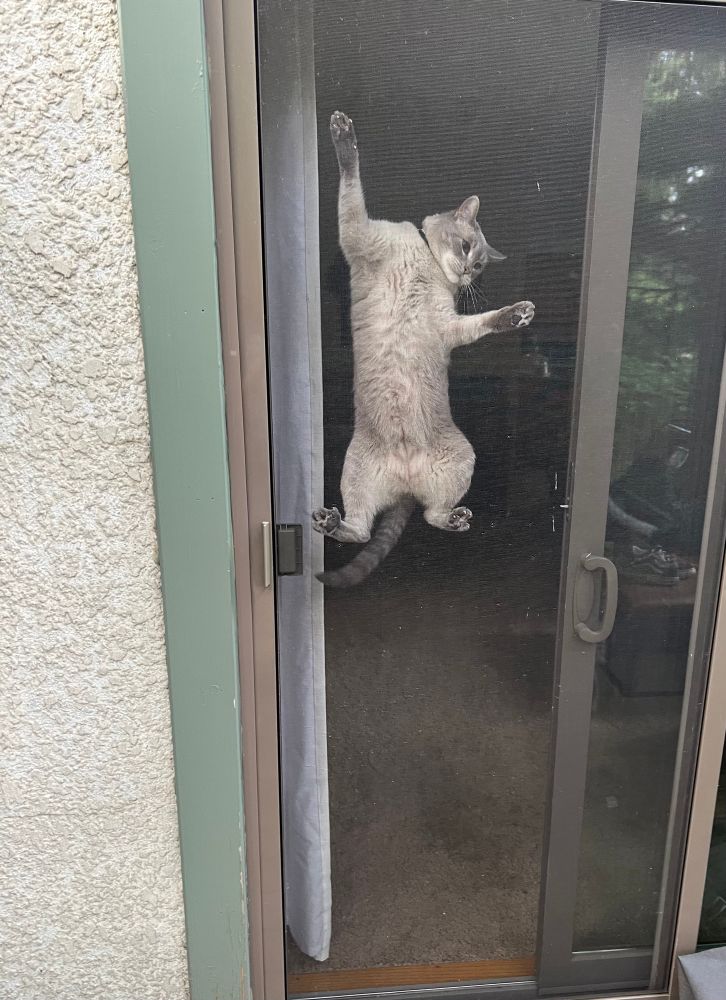 A gray cat named Ziggy has climbed up a screen door in a desperate attempt to escape the house. His belly looks fluffy and soft.