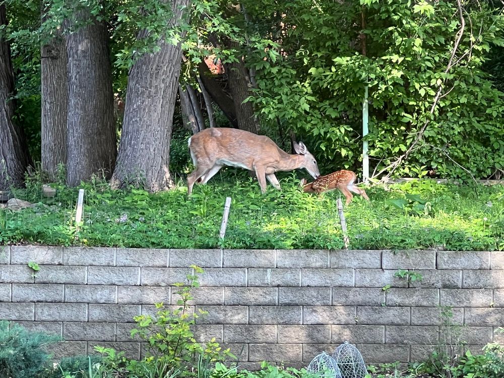 An adult deer and a fawn interact in a fairly wooded area atop a retaining wall. The adult is cleaning the fawn.